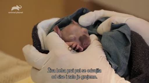 AnimalPlanet