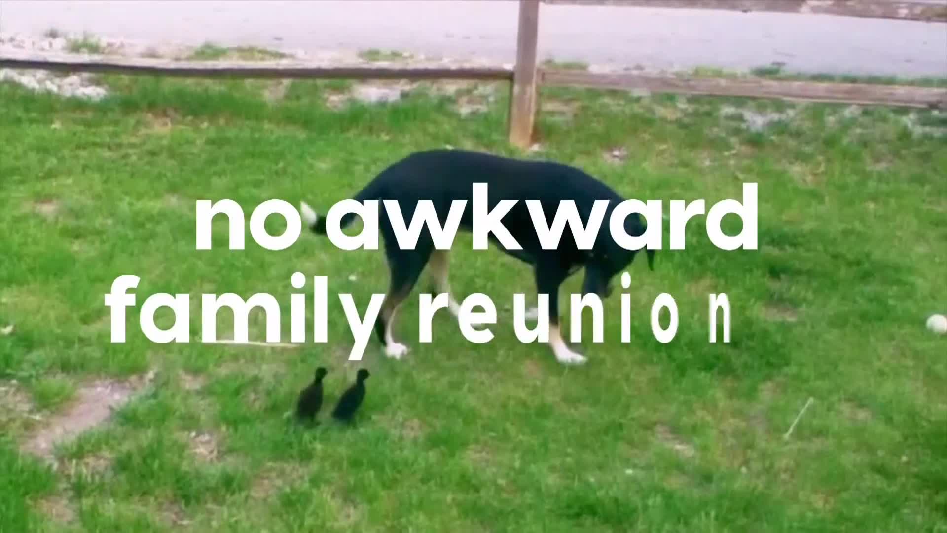 AnimalPlanet