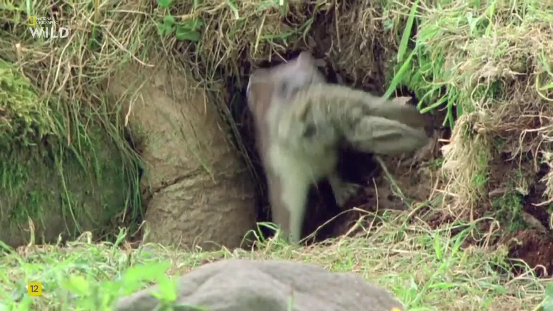 Premium9