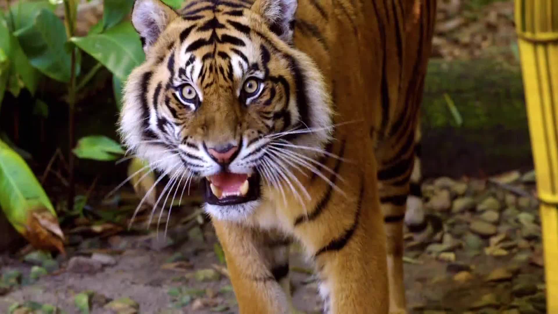 AnimalPlanet