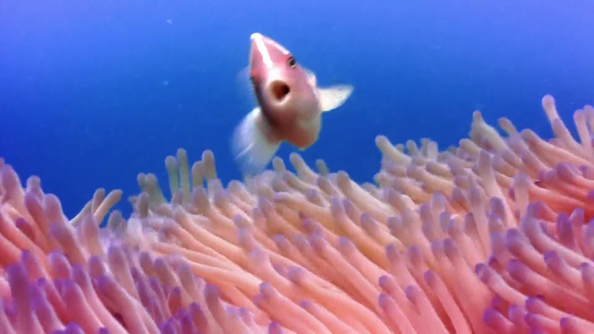 AnimalPlanet