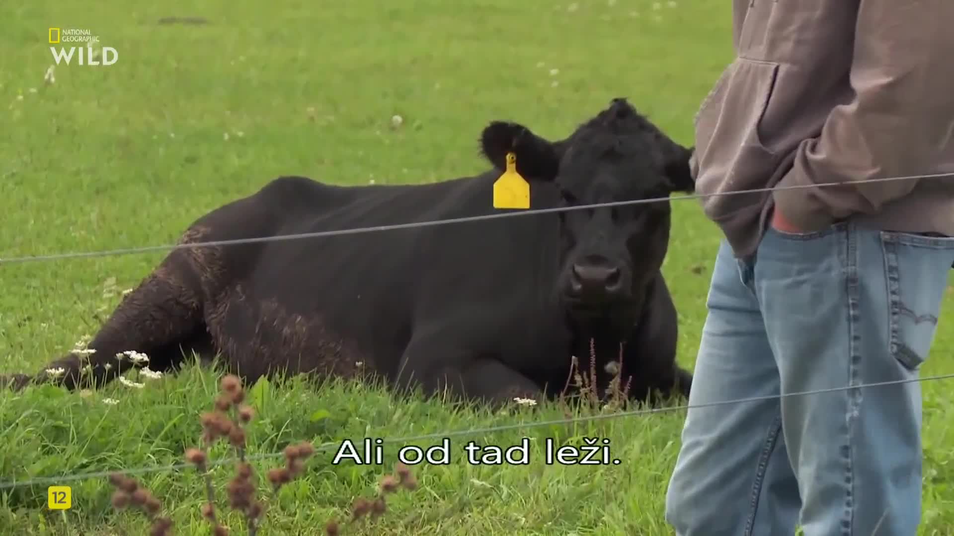 Premium9