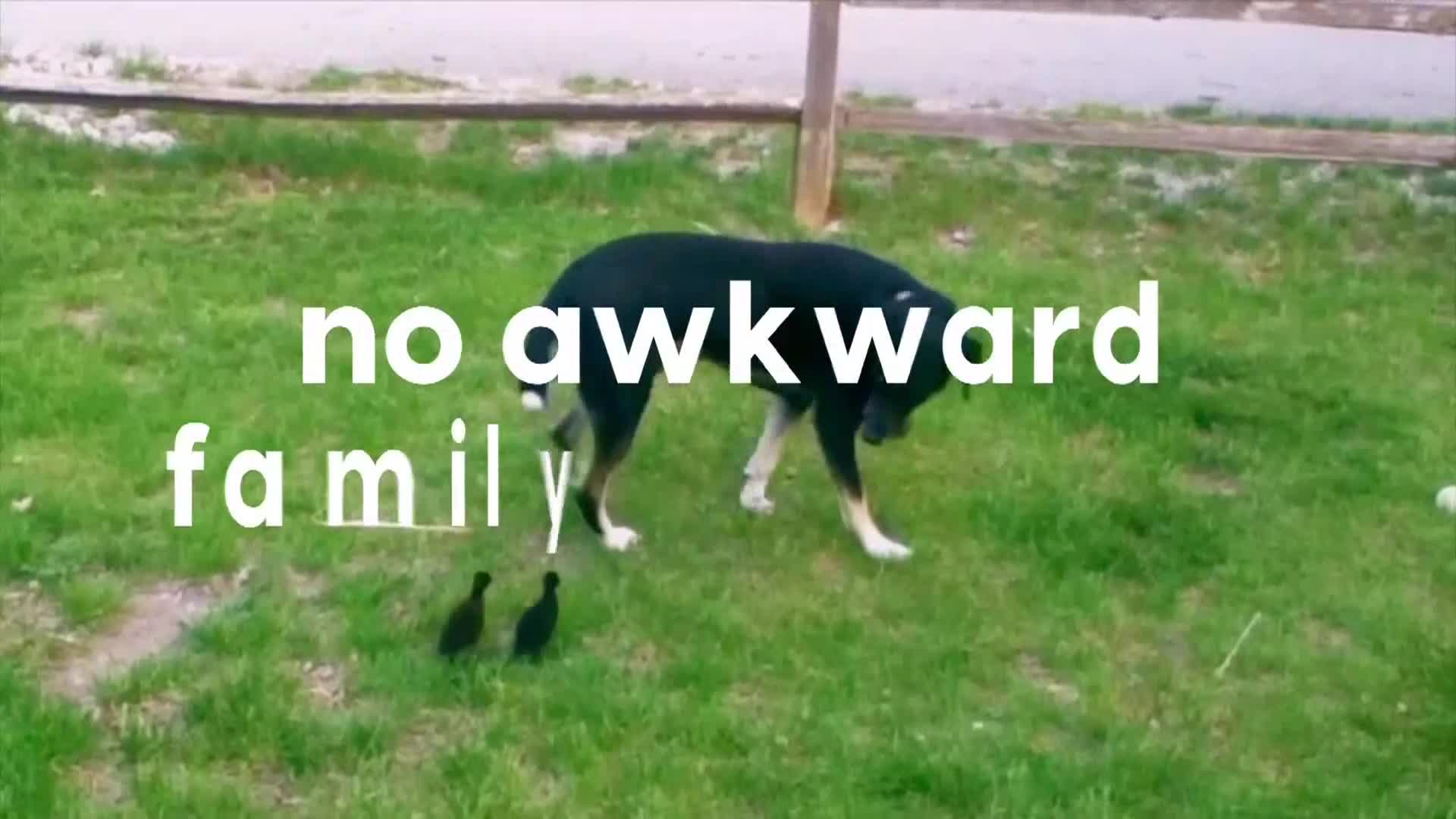 AnimalPlanet