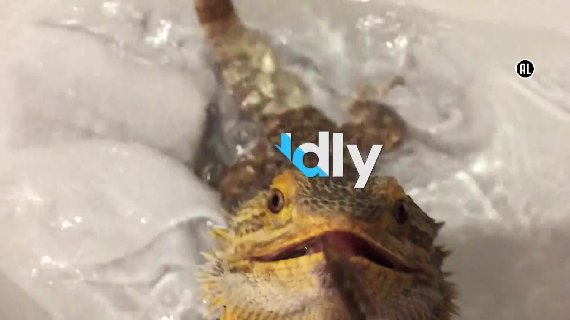 AnimalPlanet