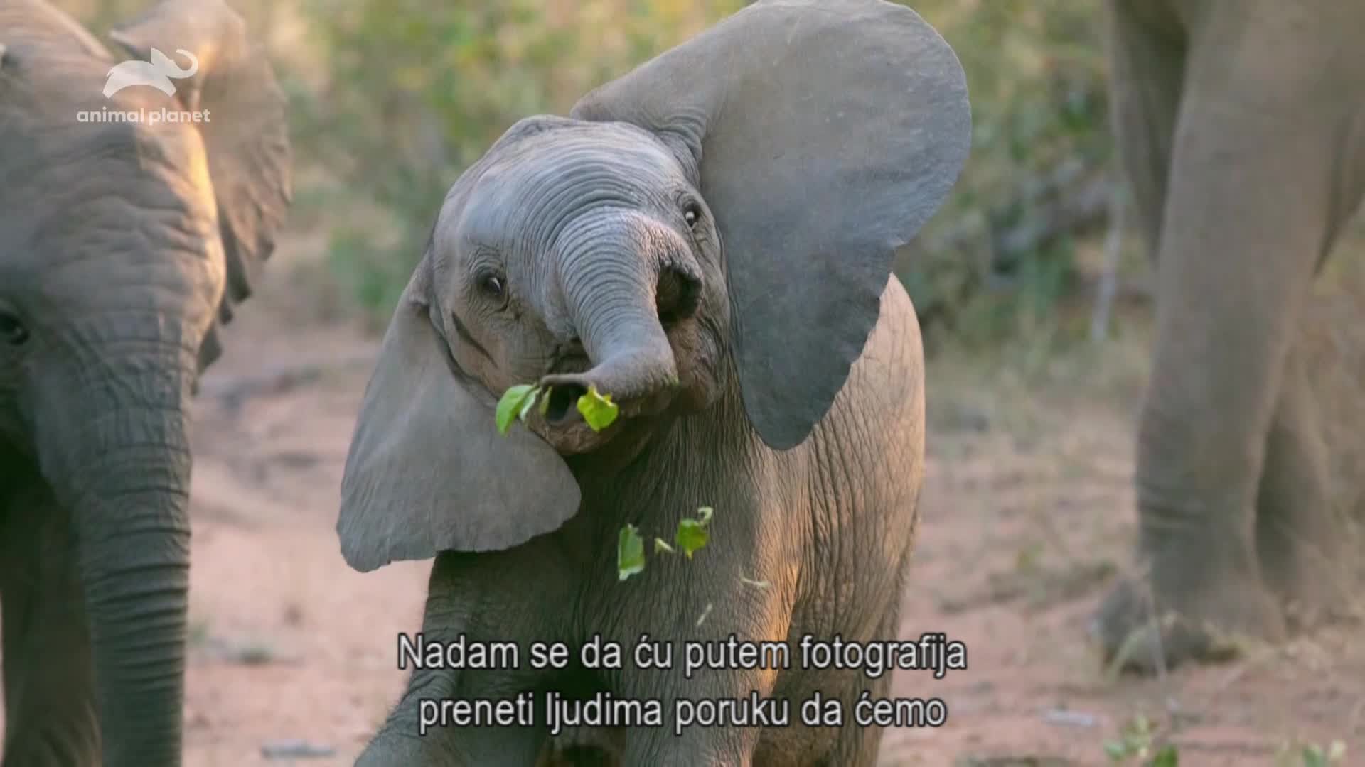 AnimalPlanet