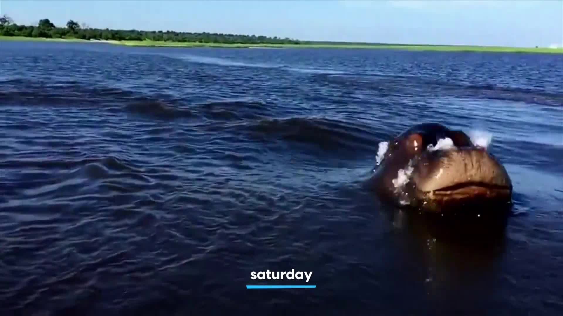 AnimalPlanet