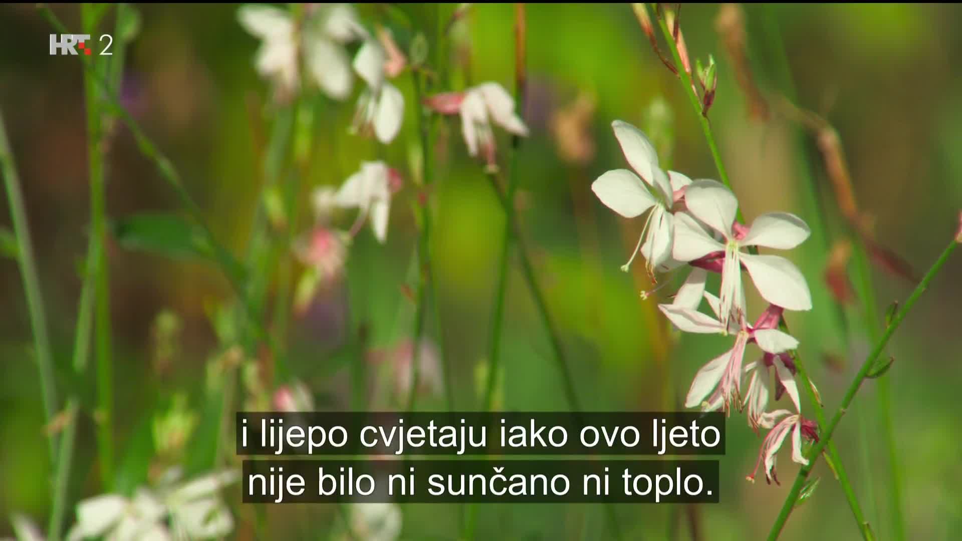HRT2