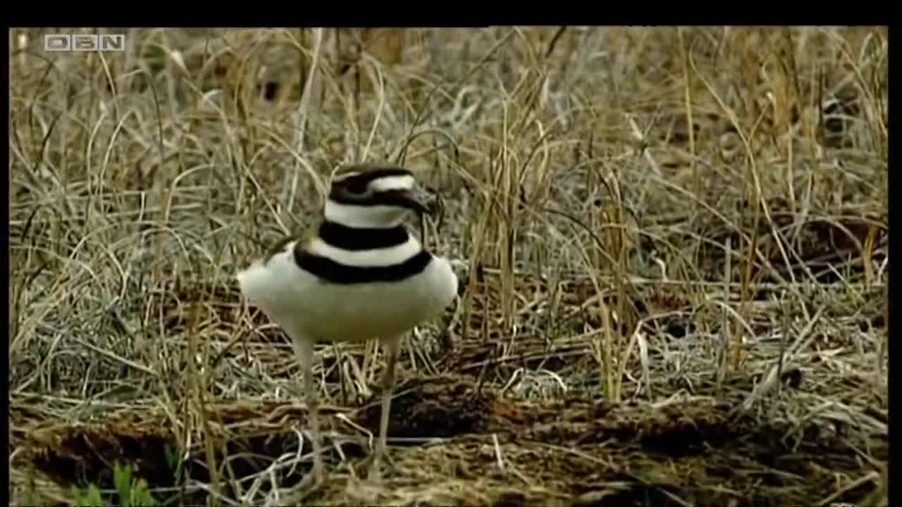 obn