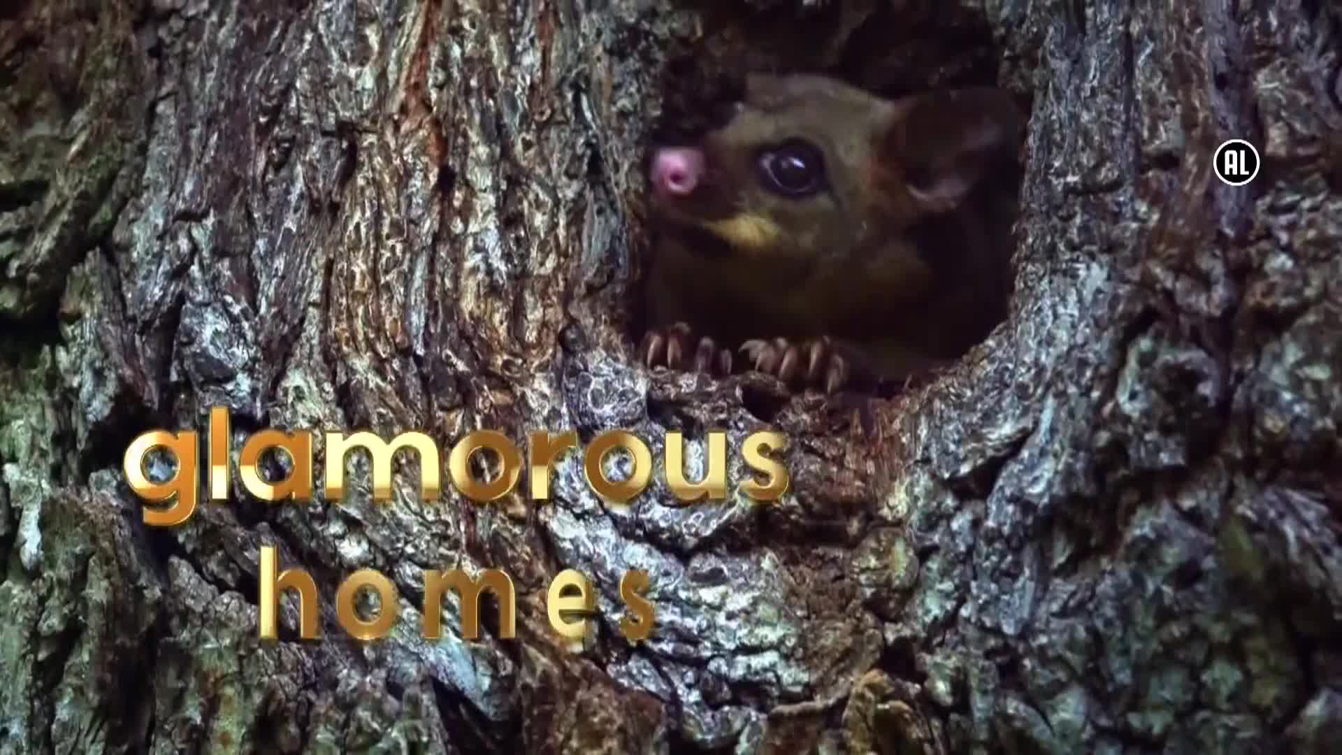 AnimalPlanet