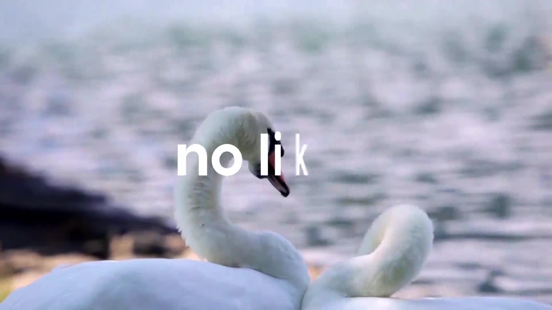 AnimalPlanet