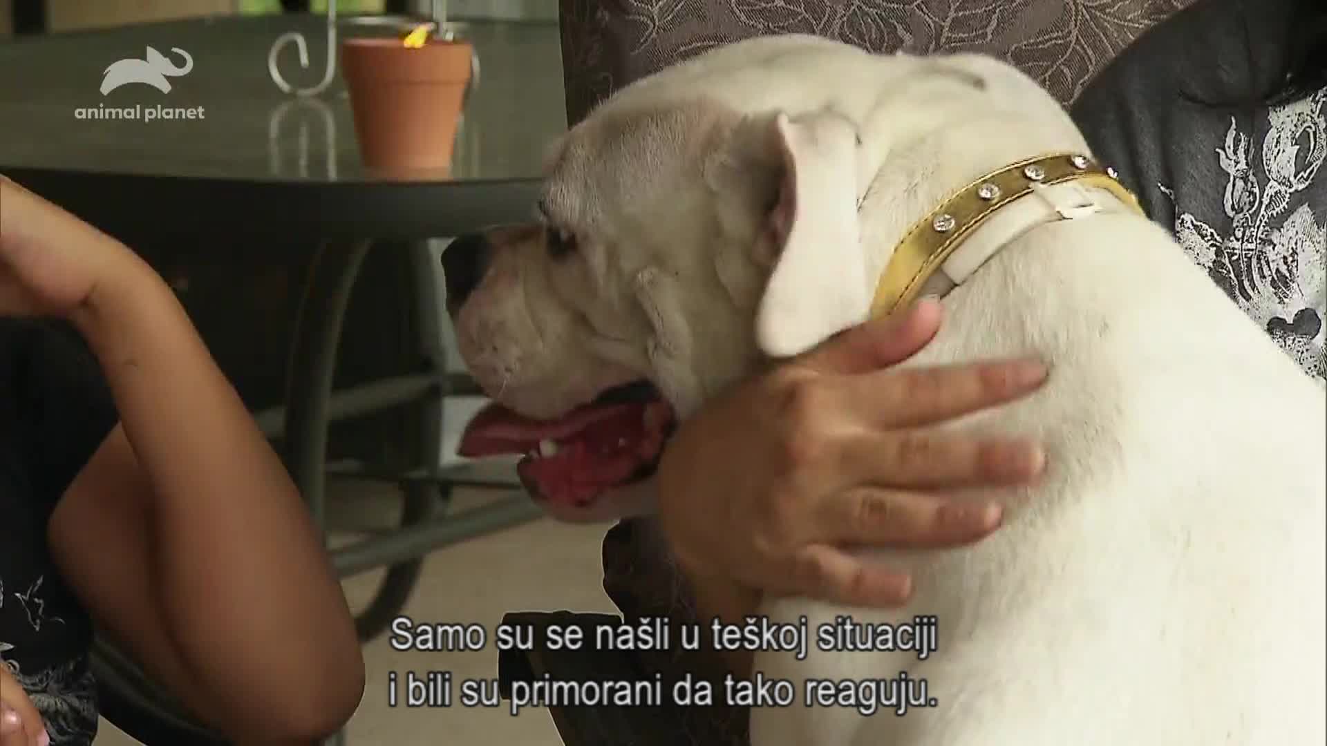 AnimalPlanet