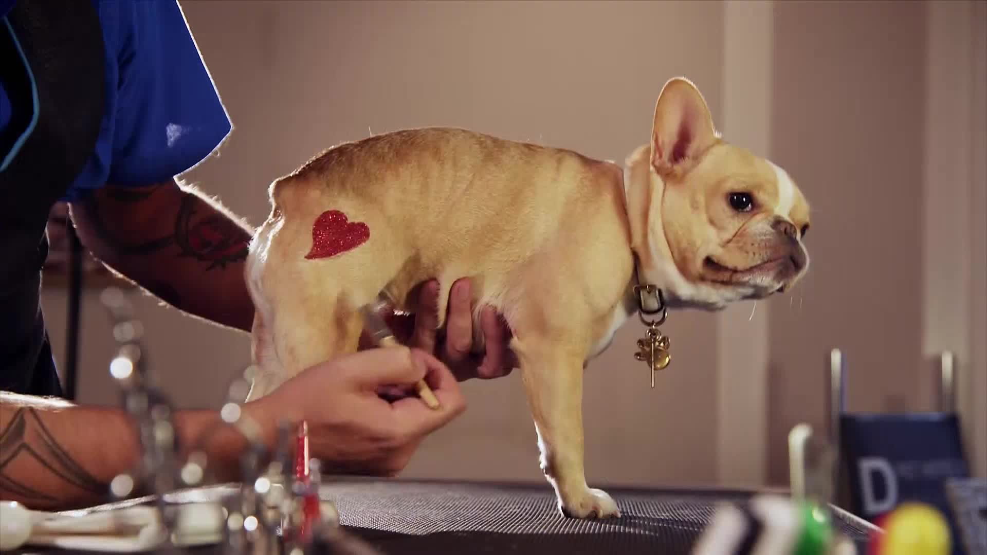 AnimalPlanet