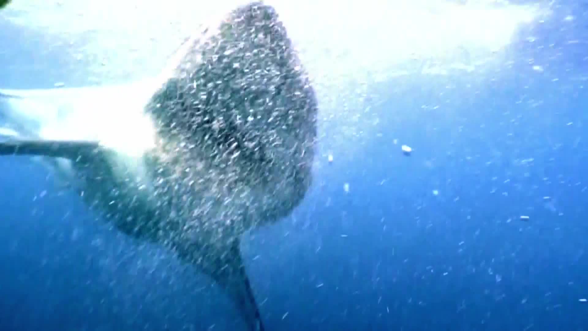 AnimalPlanet