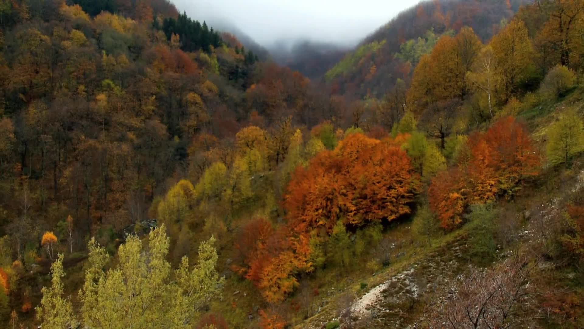 DokuTV