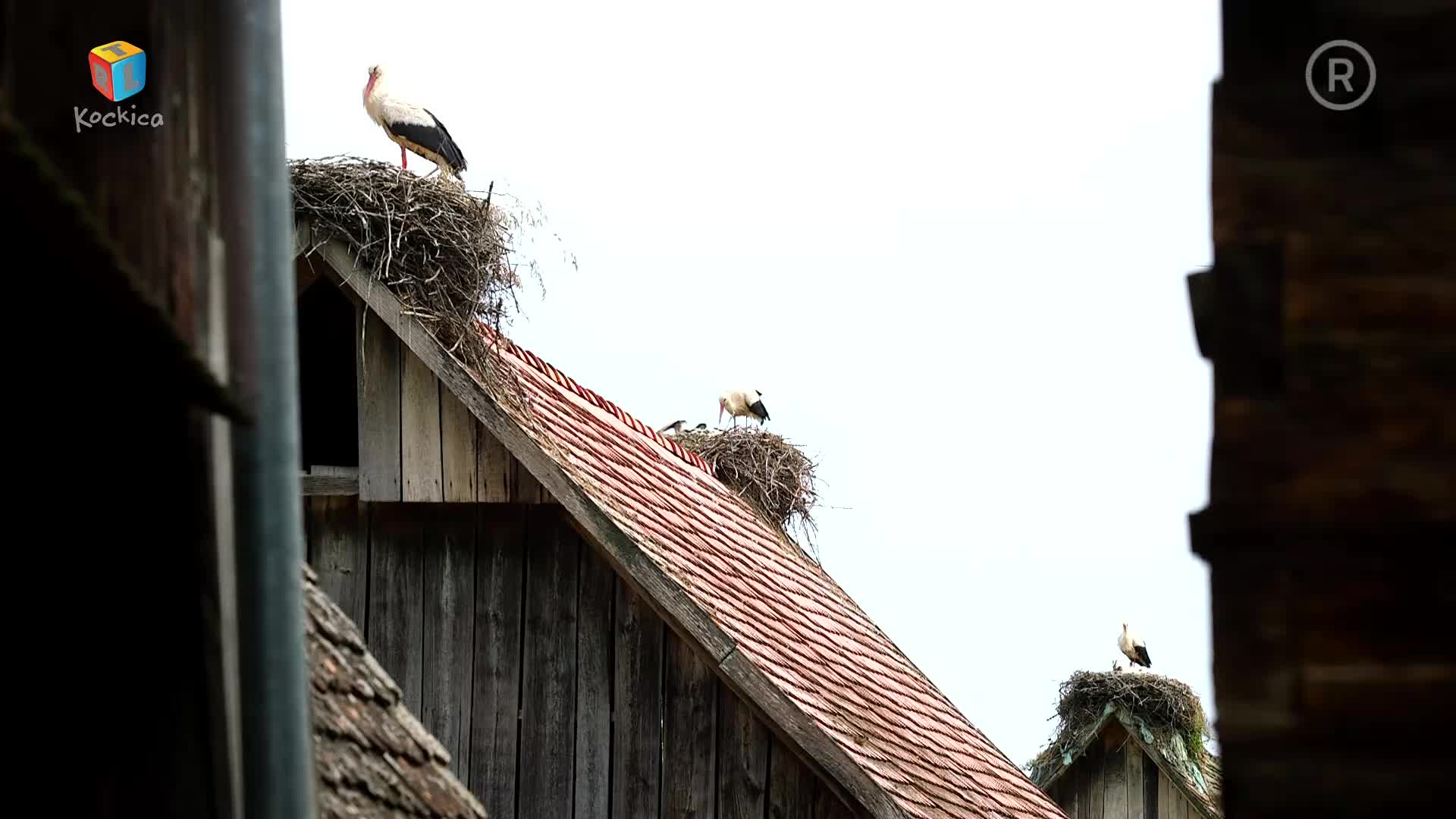 RTLKockica