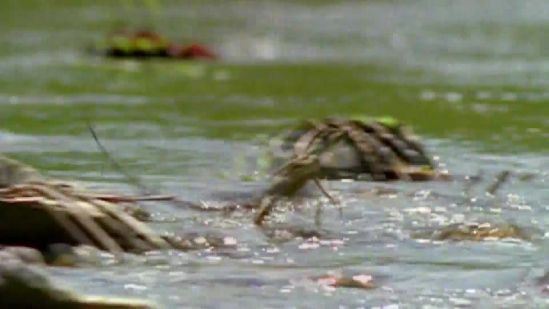 AnimalPlanet