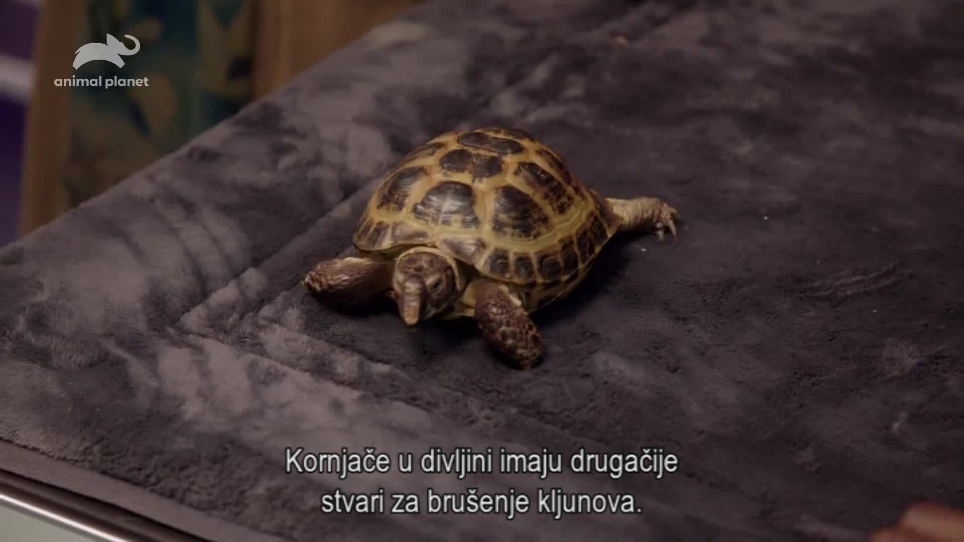 AnimalPlanet