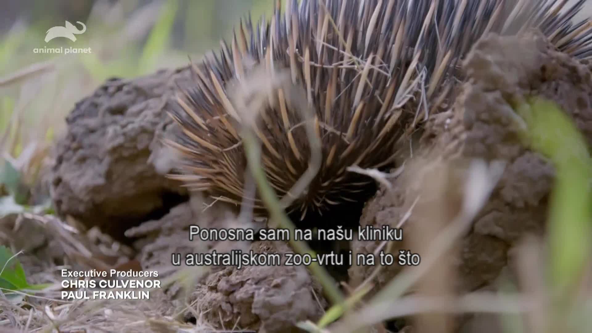 AnimalPlanet