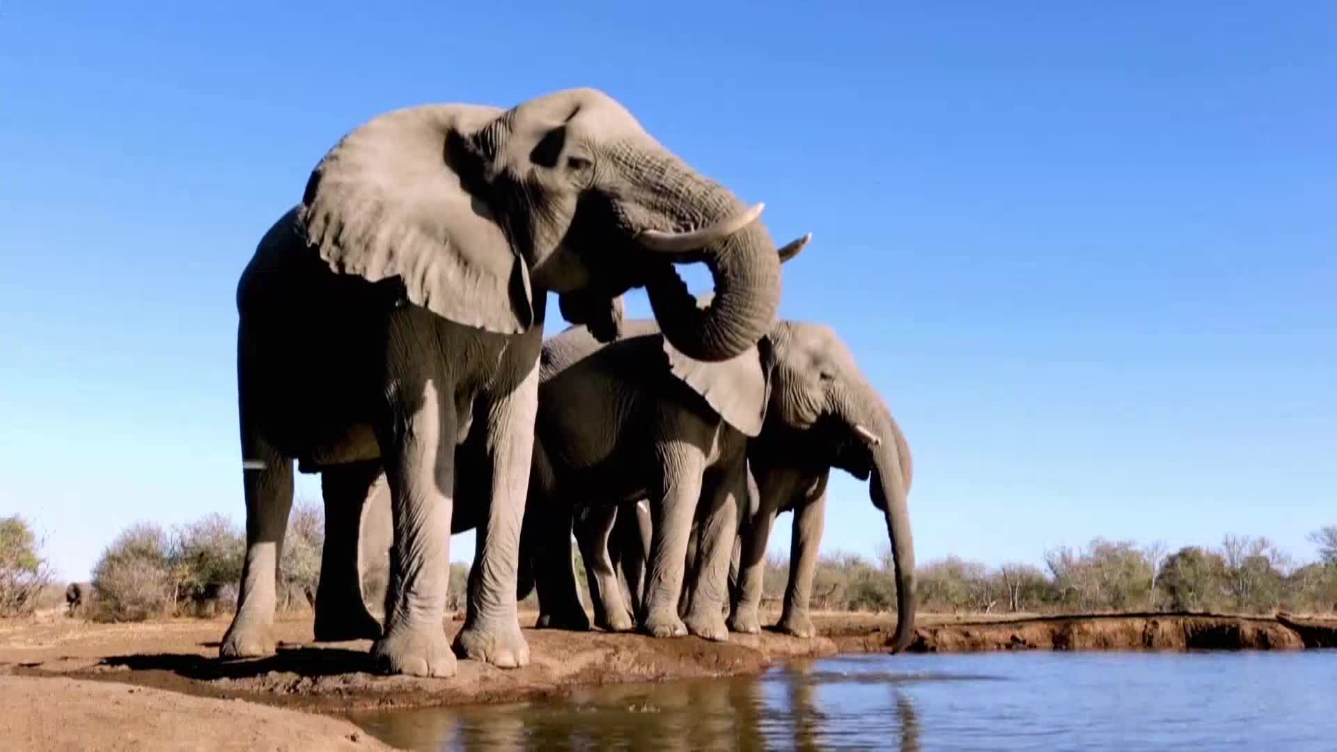AnimalPlanet
