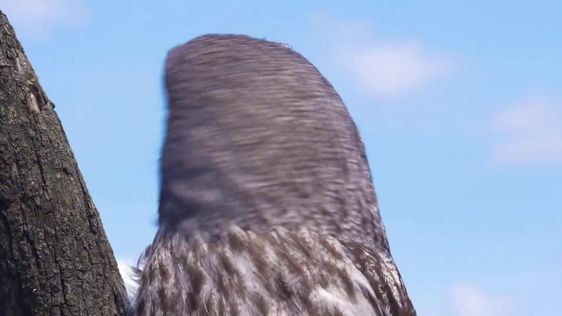 AnimalPlanet