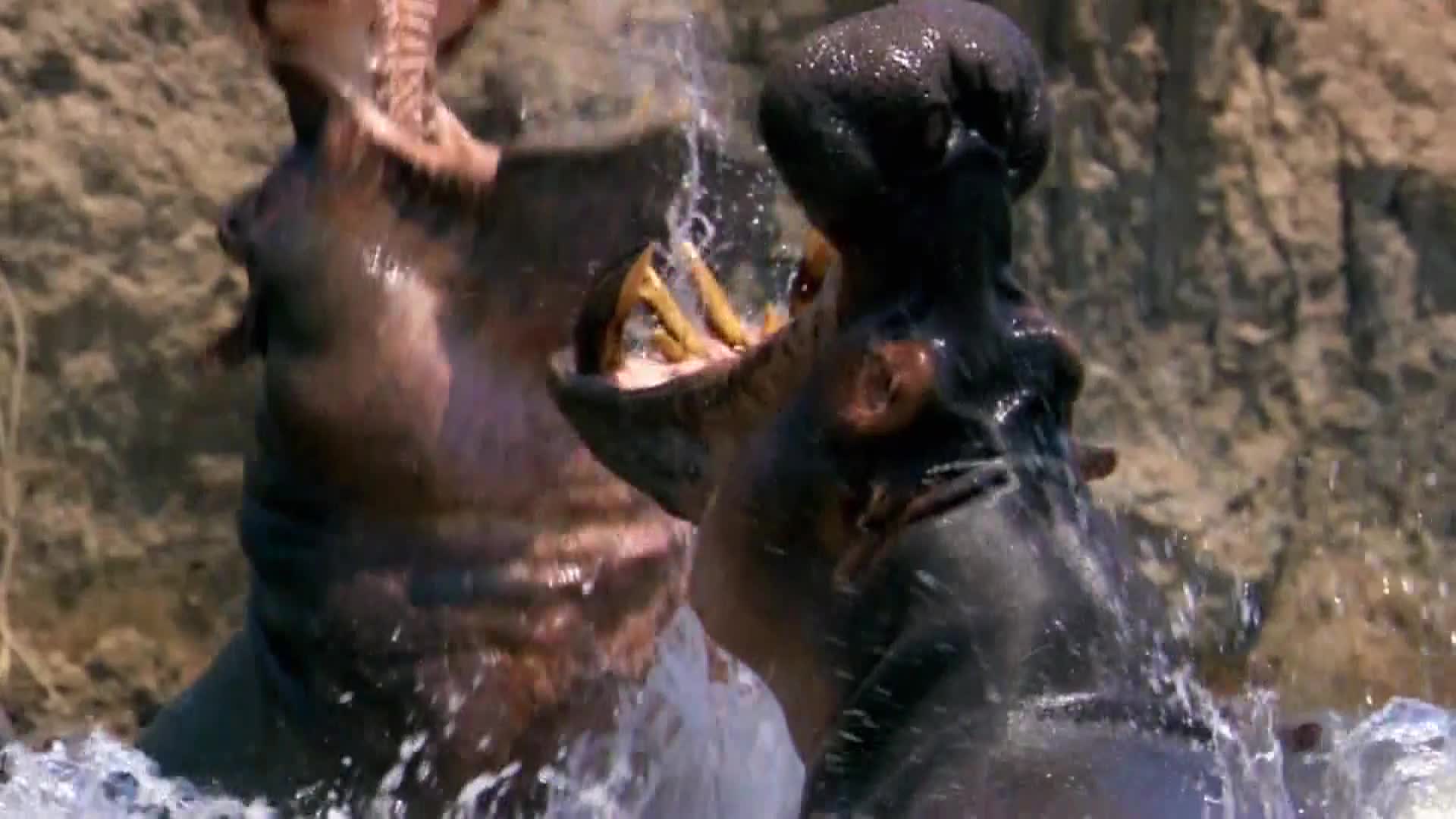 AnimalPlanet