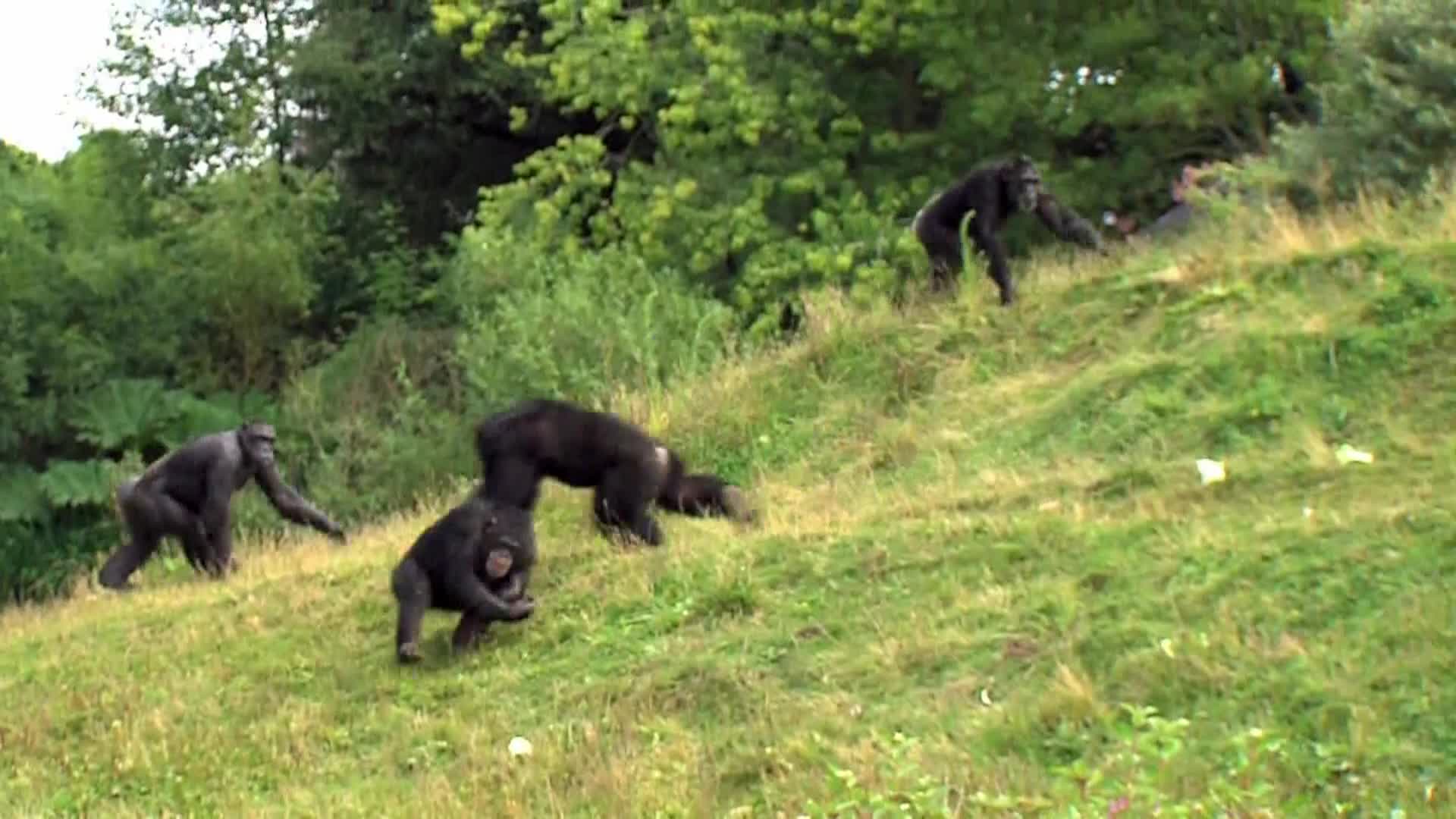 AnimalPlanet