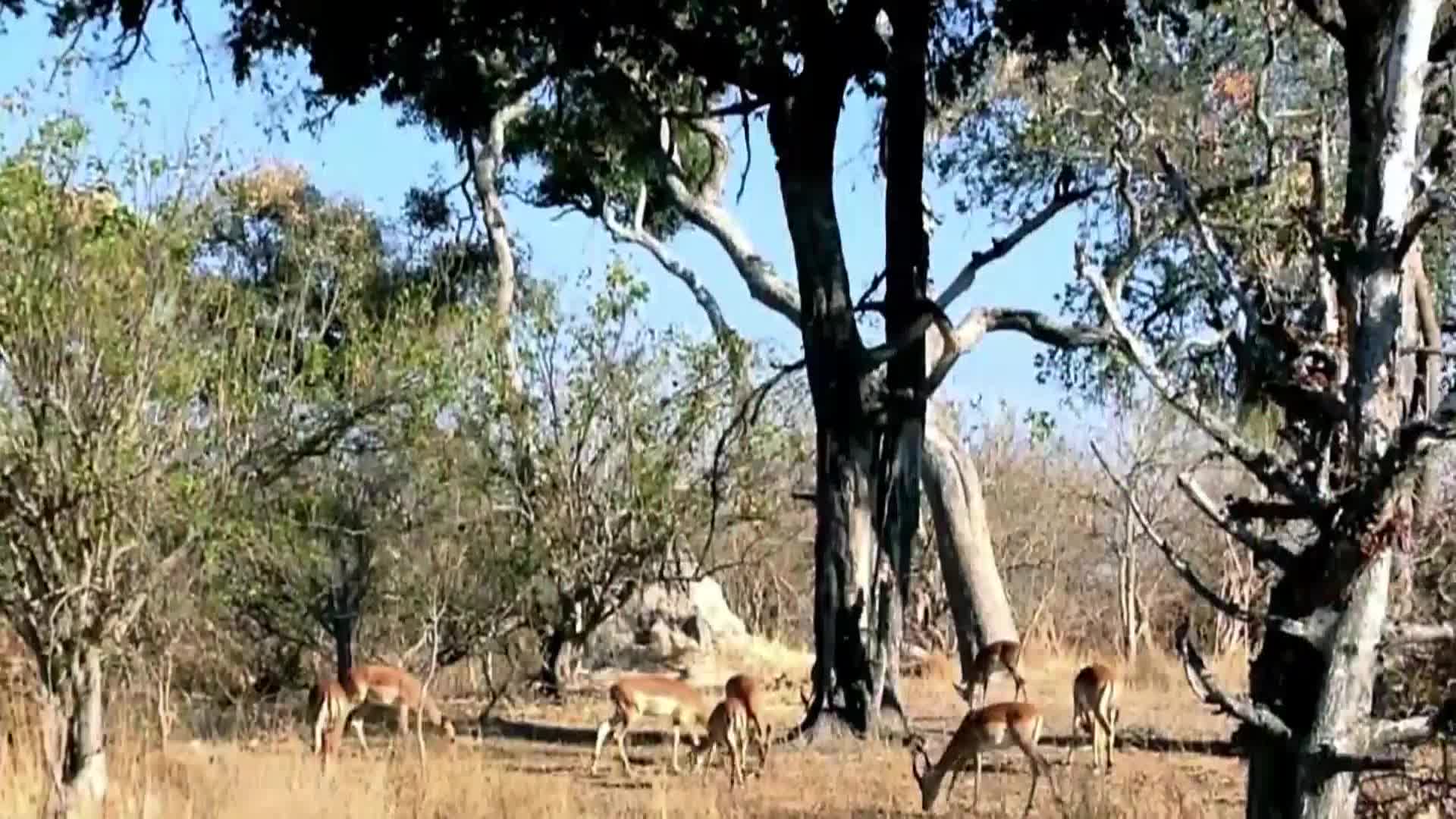 AnimalPlanet