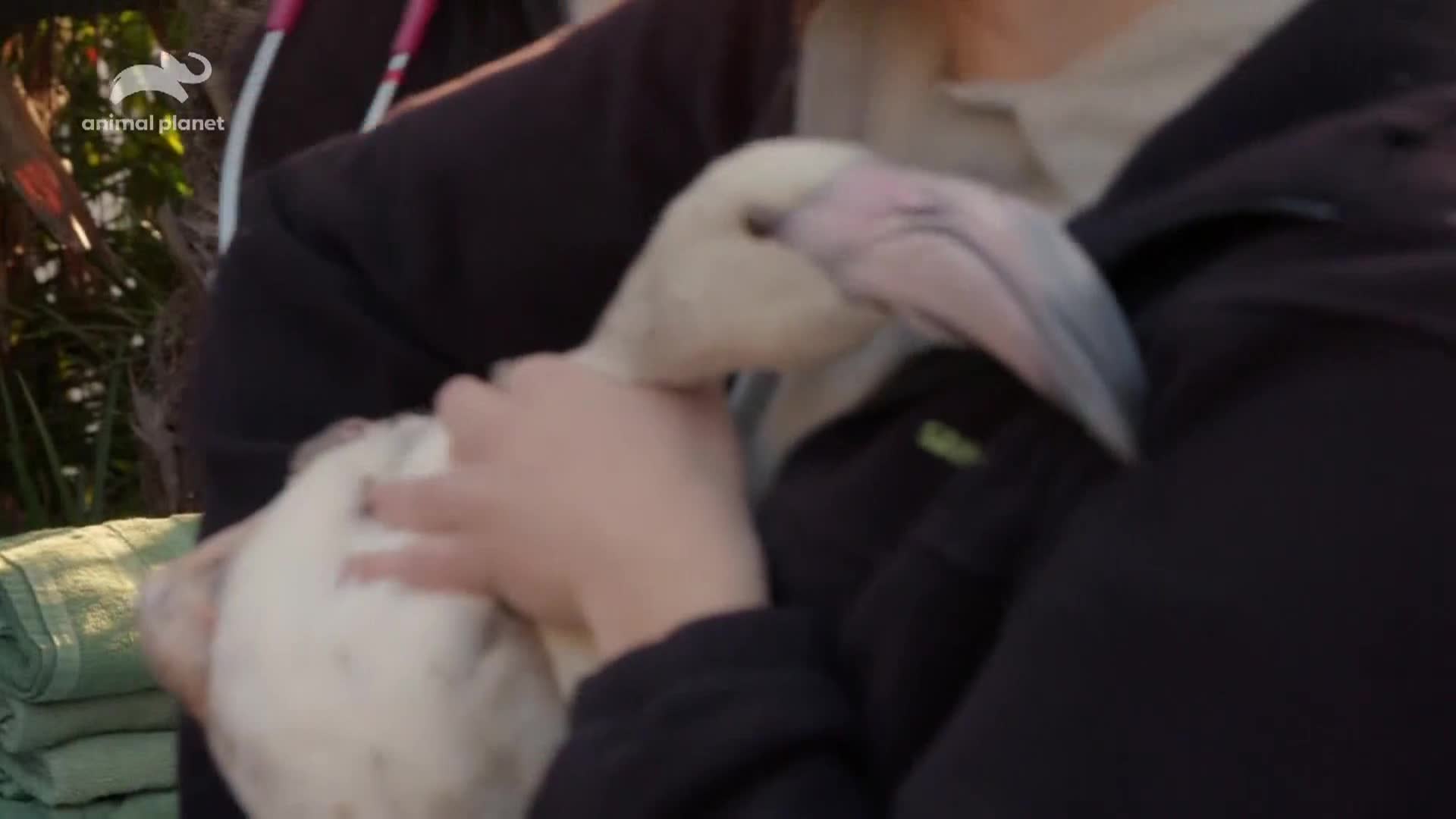 AnimalPlanet