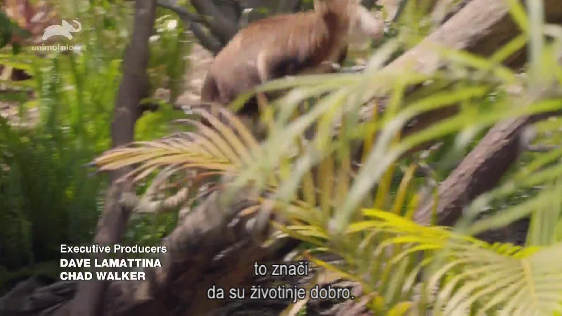 AnimalPlanet