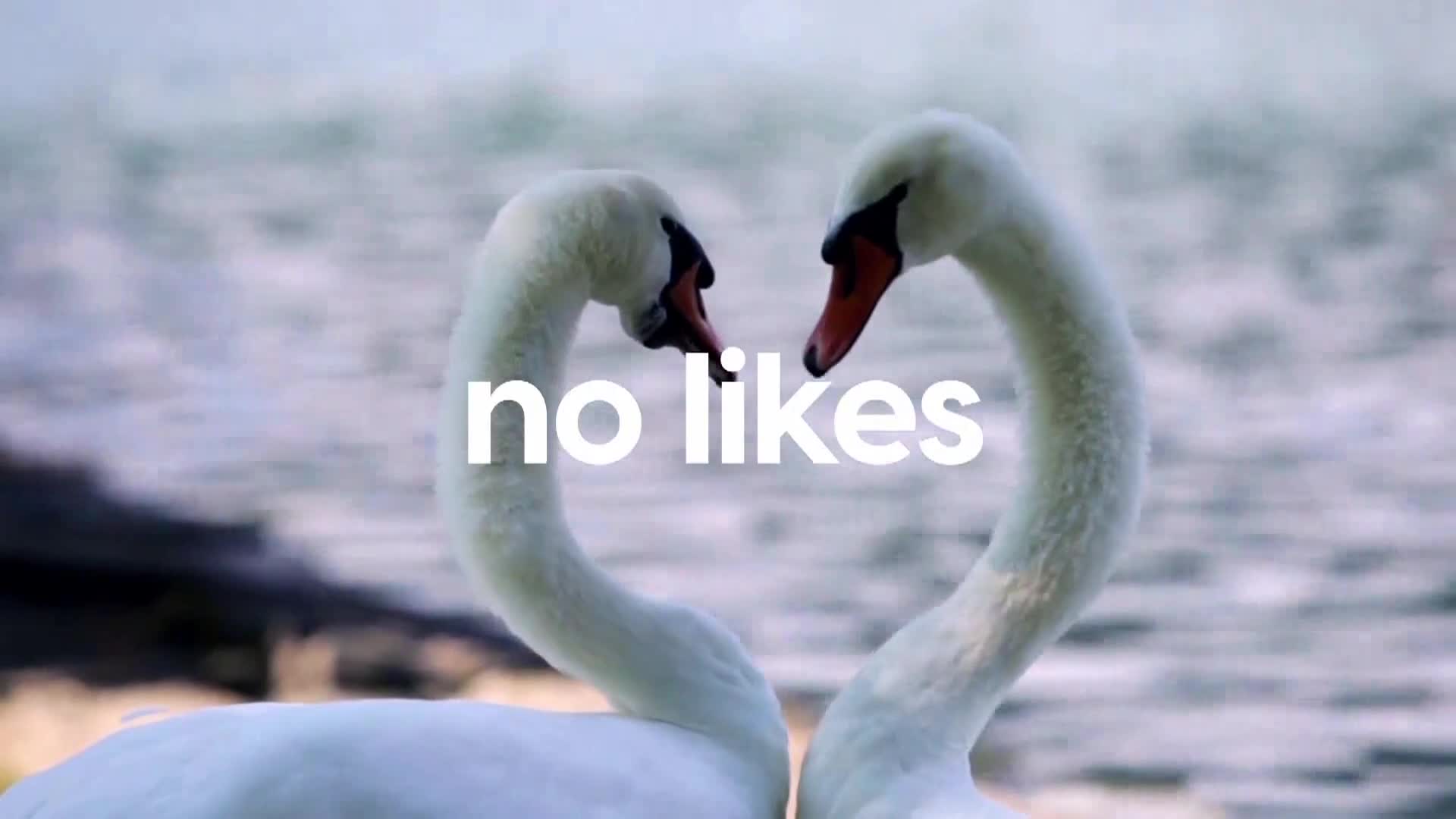 AnimalPlanet