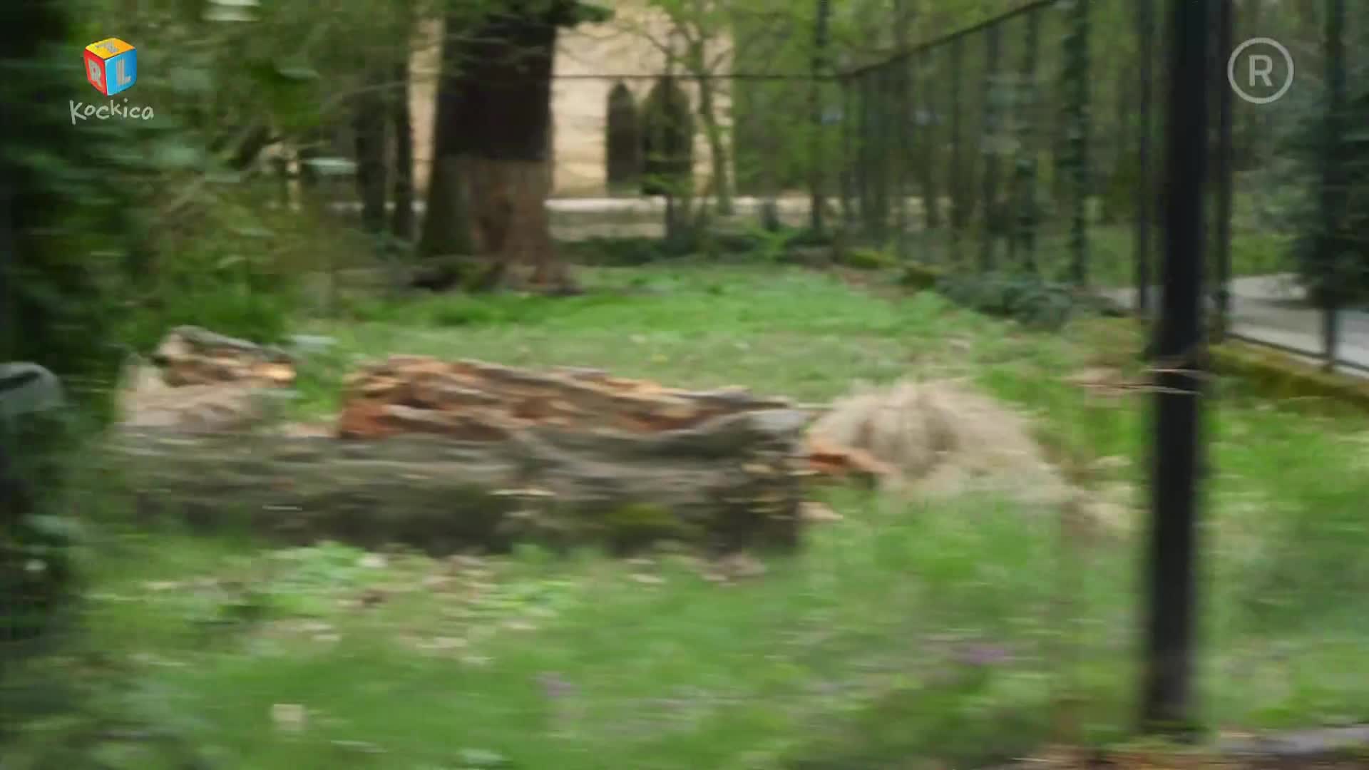RTLKockica