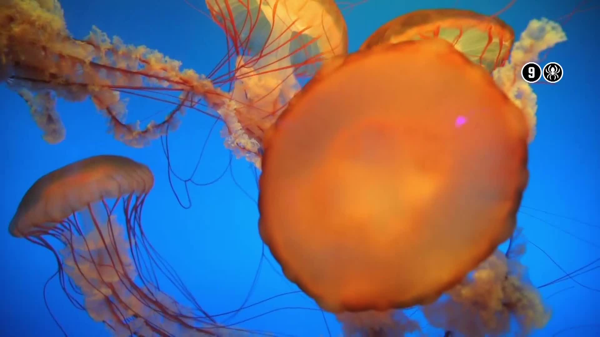 AnimalPlanet