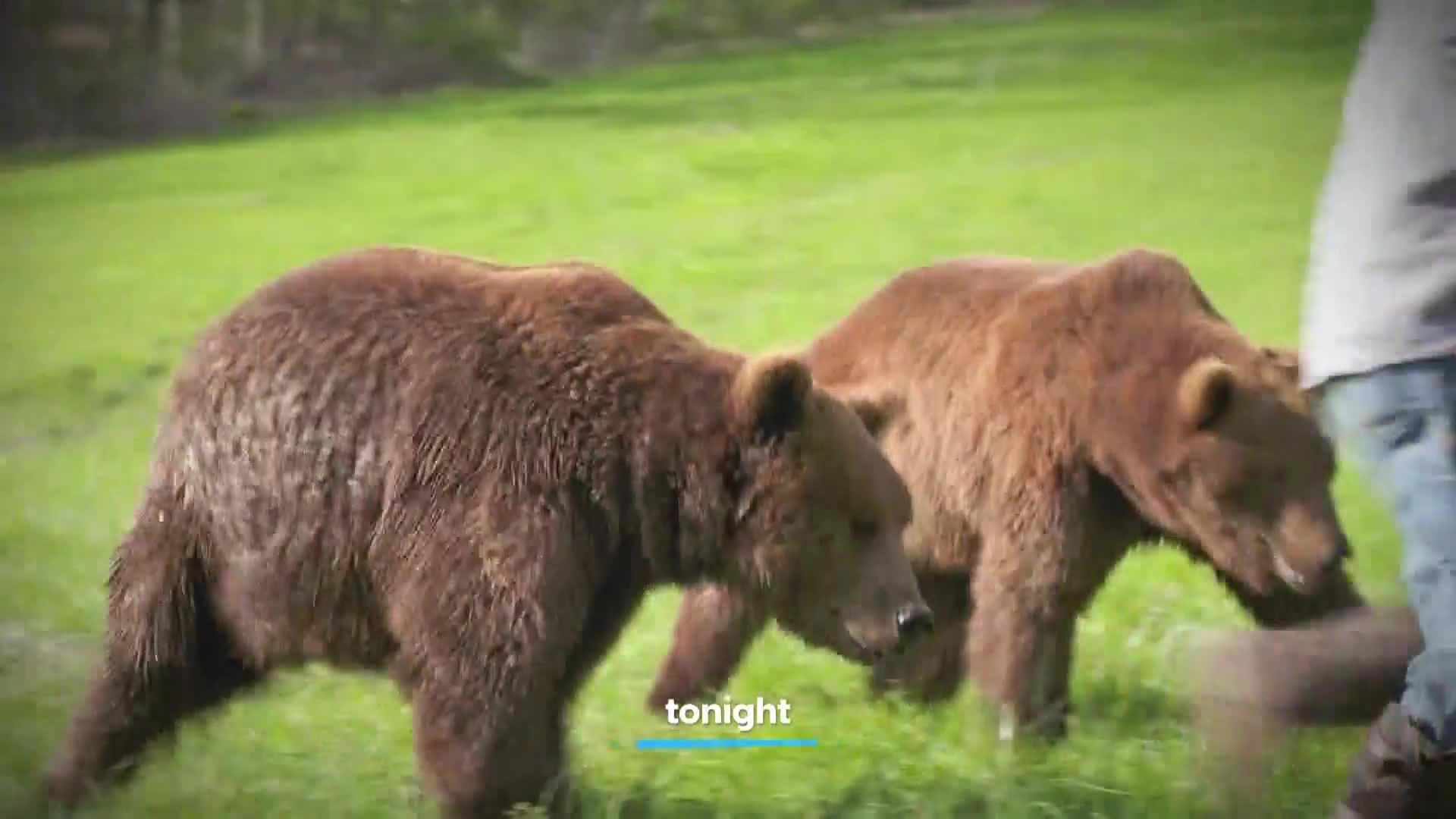 AnimalPlanet