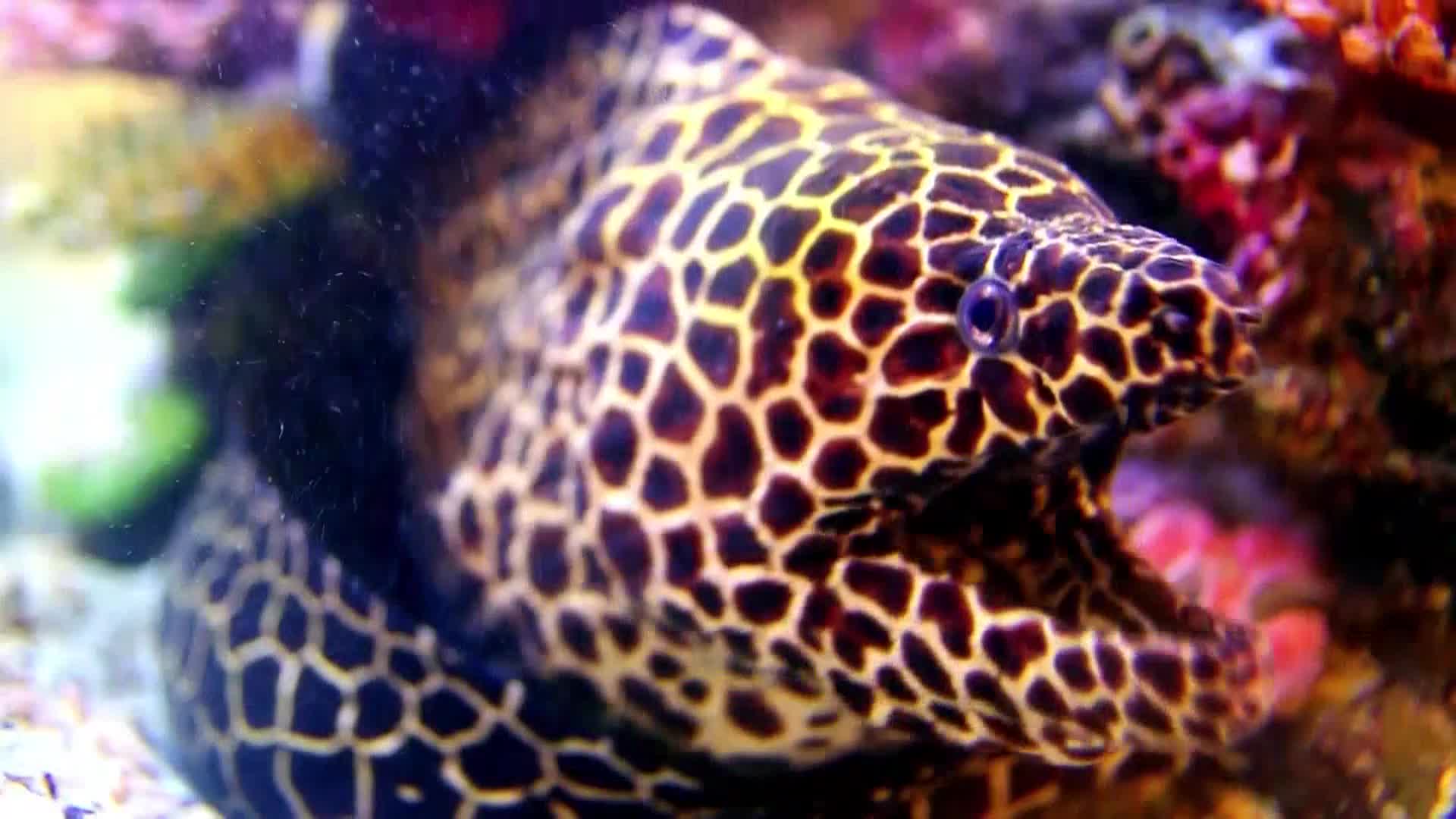 AnimalPlanet