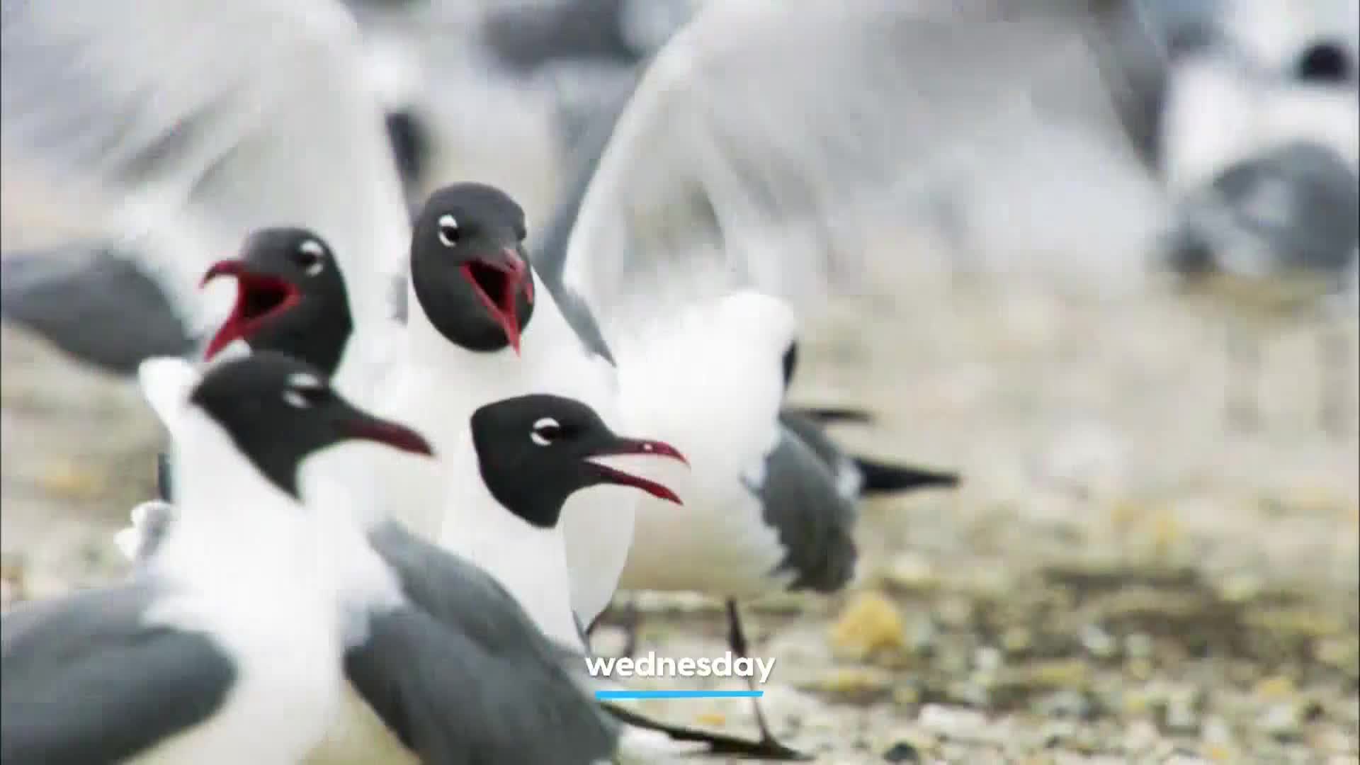 AnimalPlanet