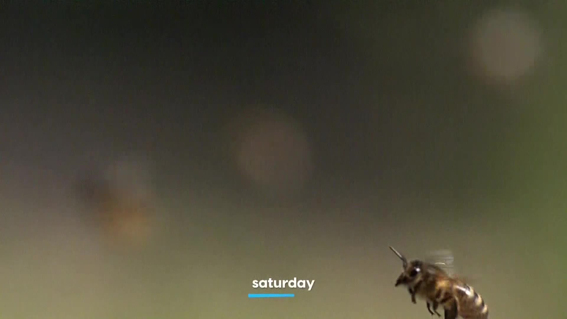 AnimalPlanet