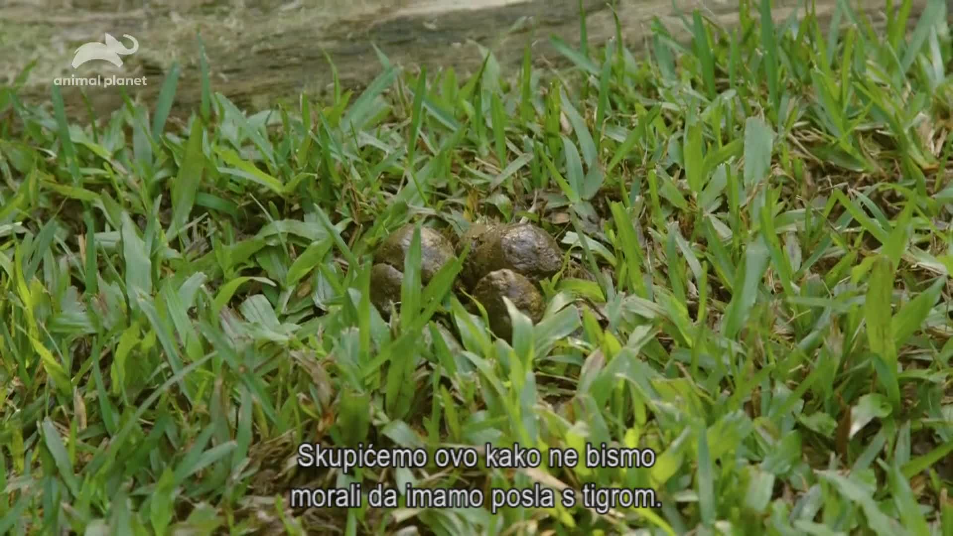 AnimalPlanet