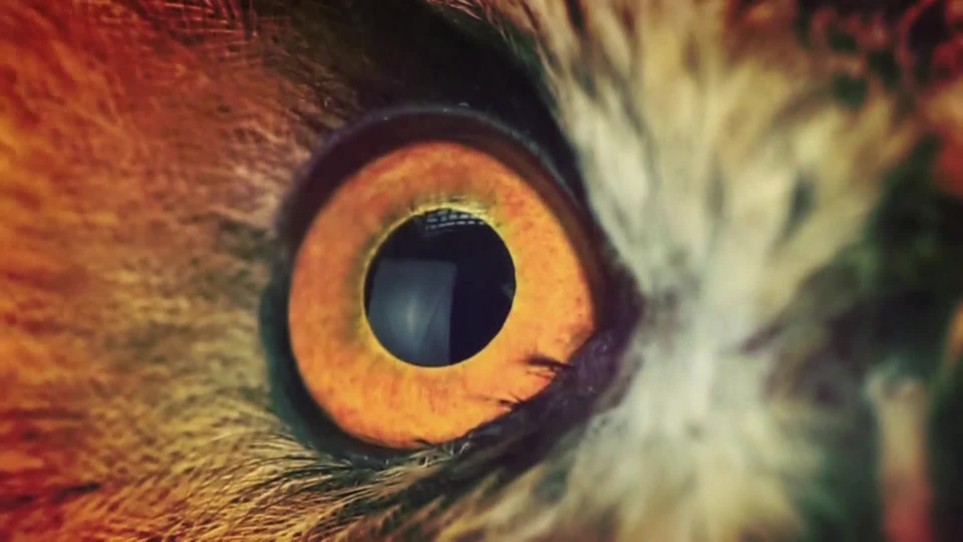 AnimalPlanet