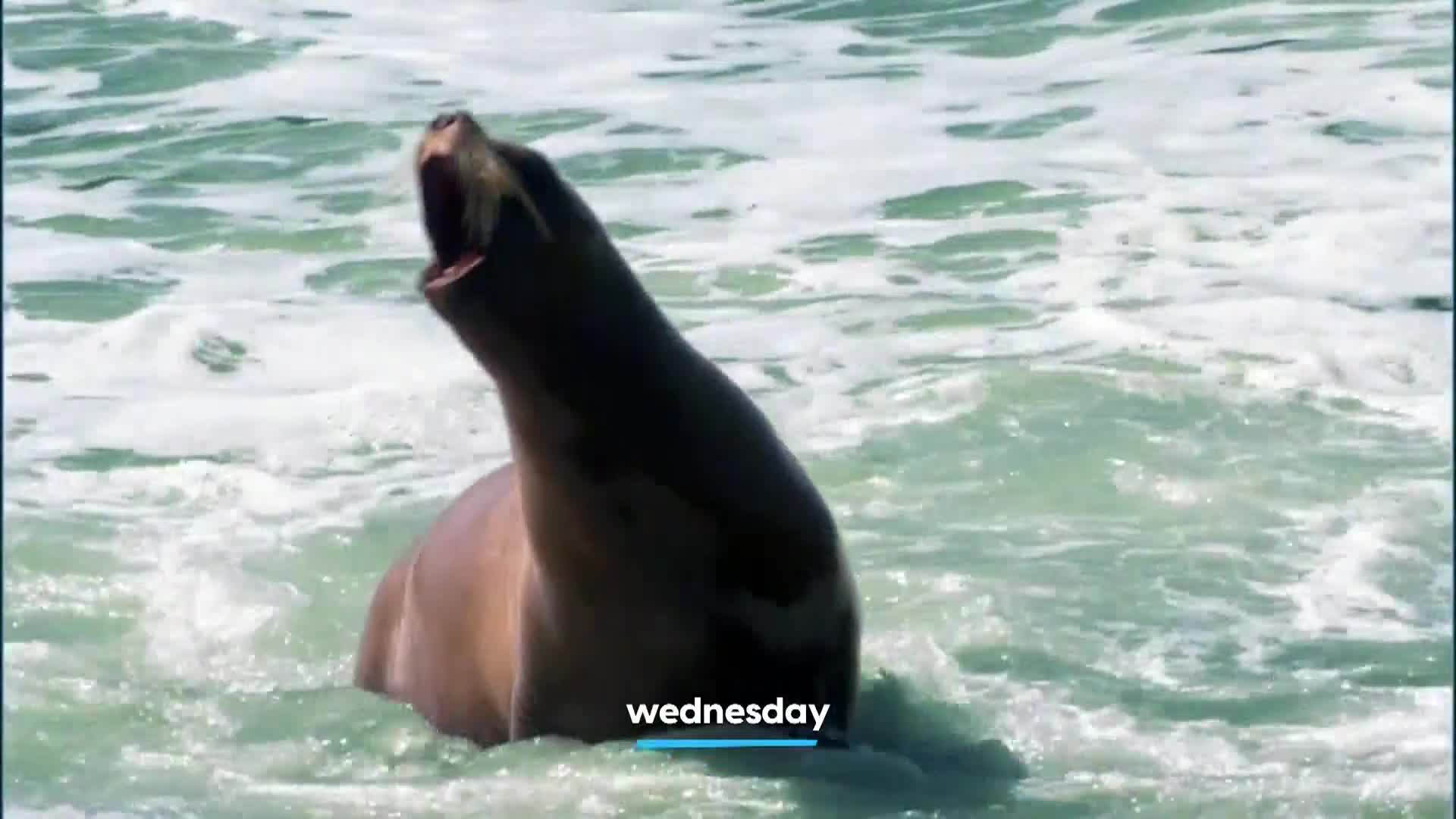 AnimalPlanet