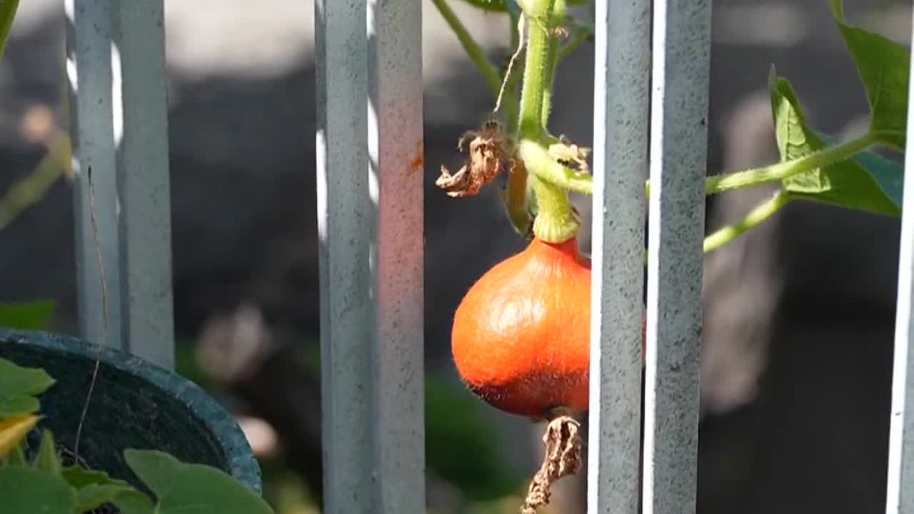 obn