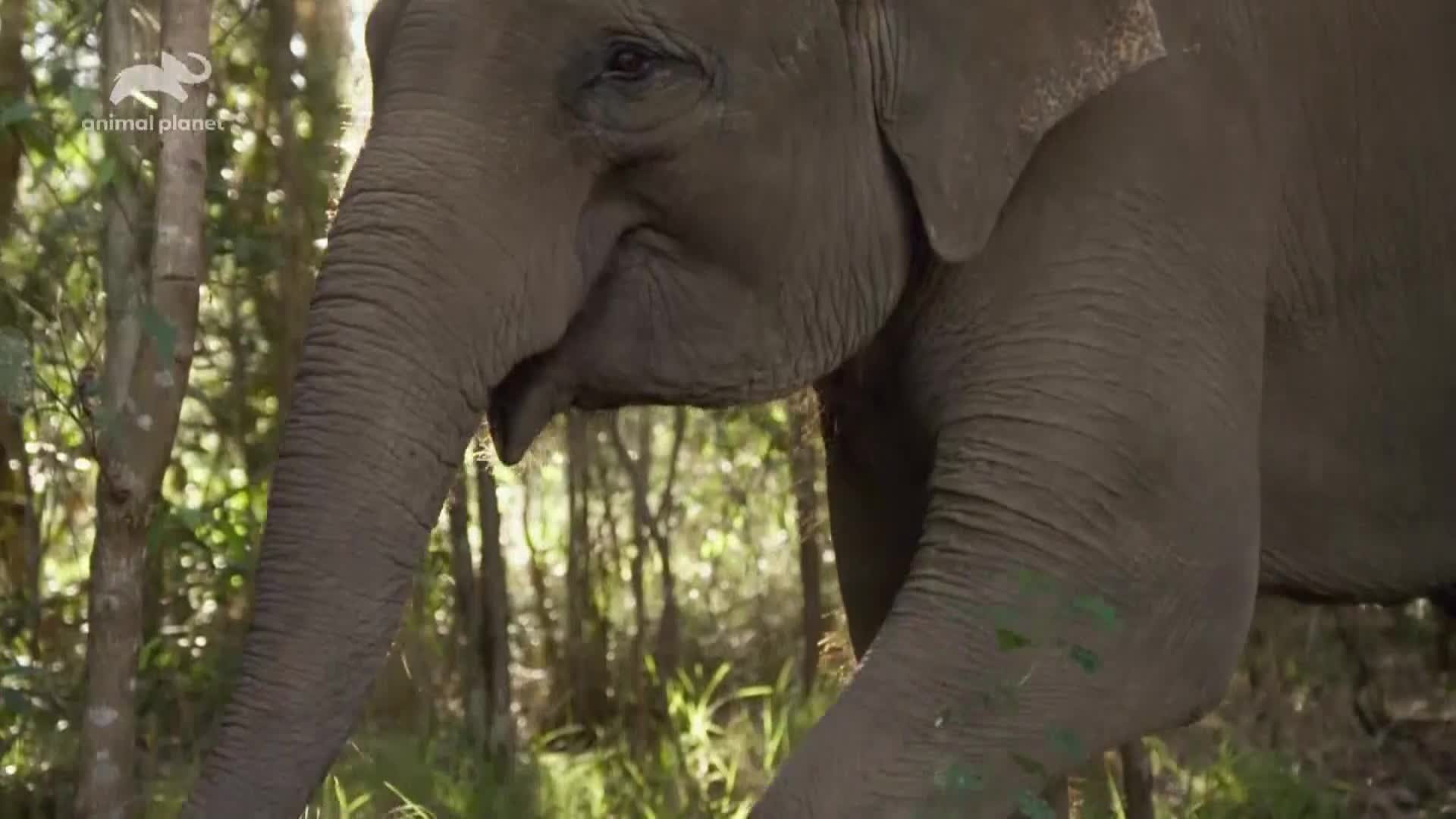 AnimalPlanet