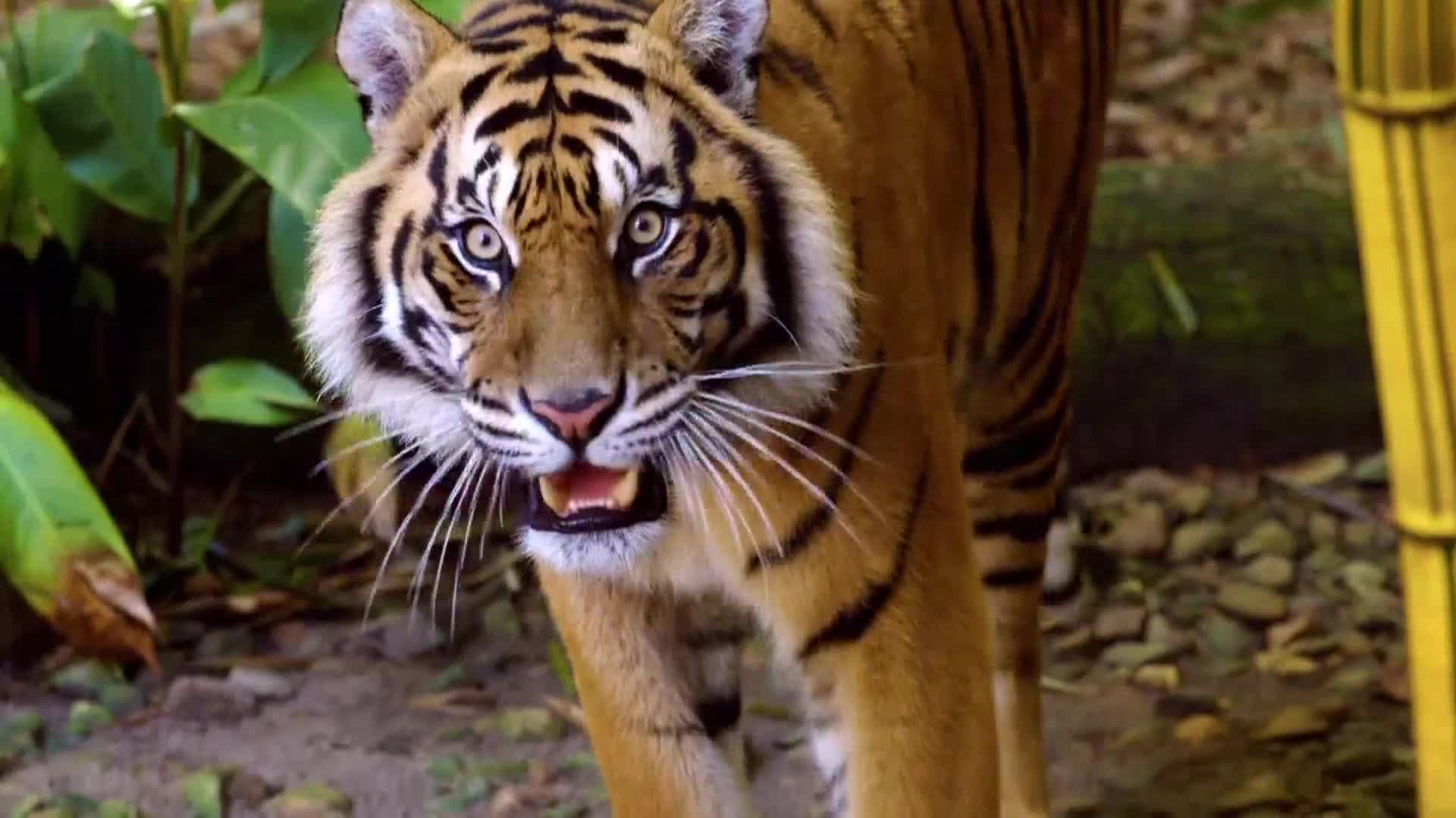 AnimalPlanet