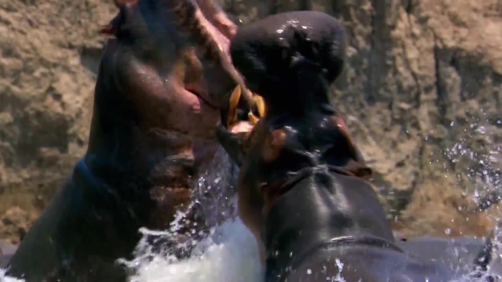 AnimalPlanet