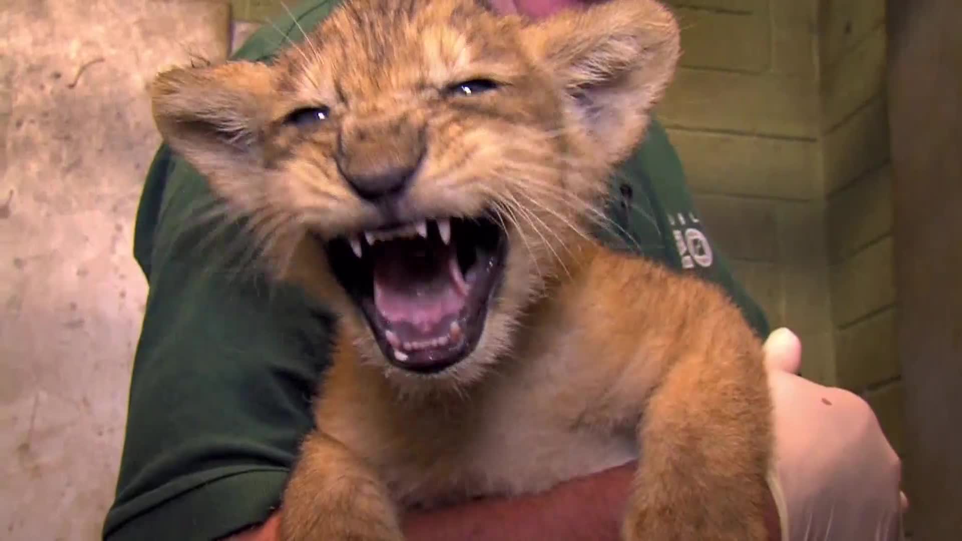AnimalPlanet