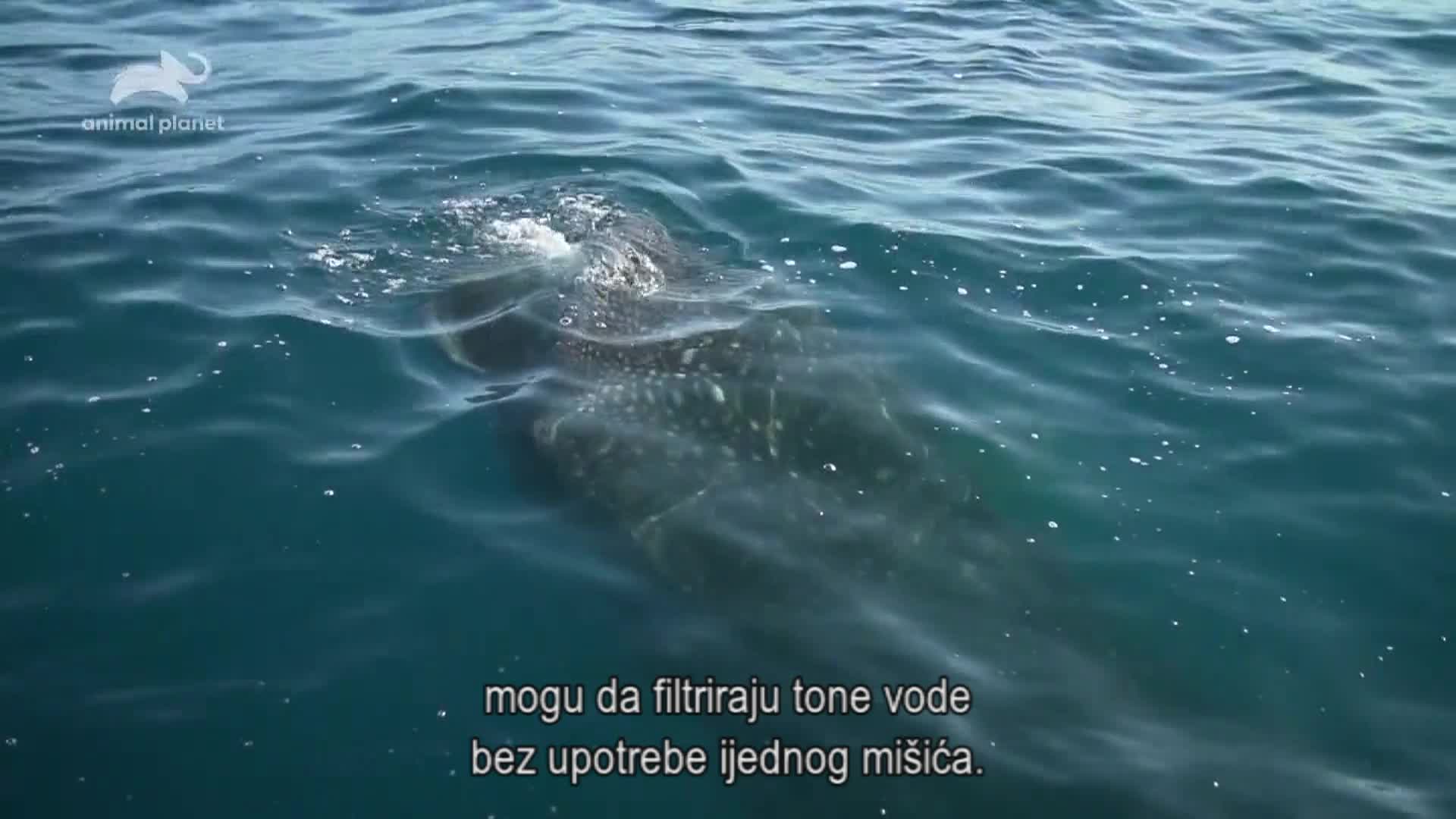 AnimalPlanet