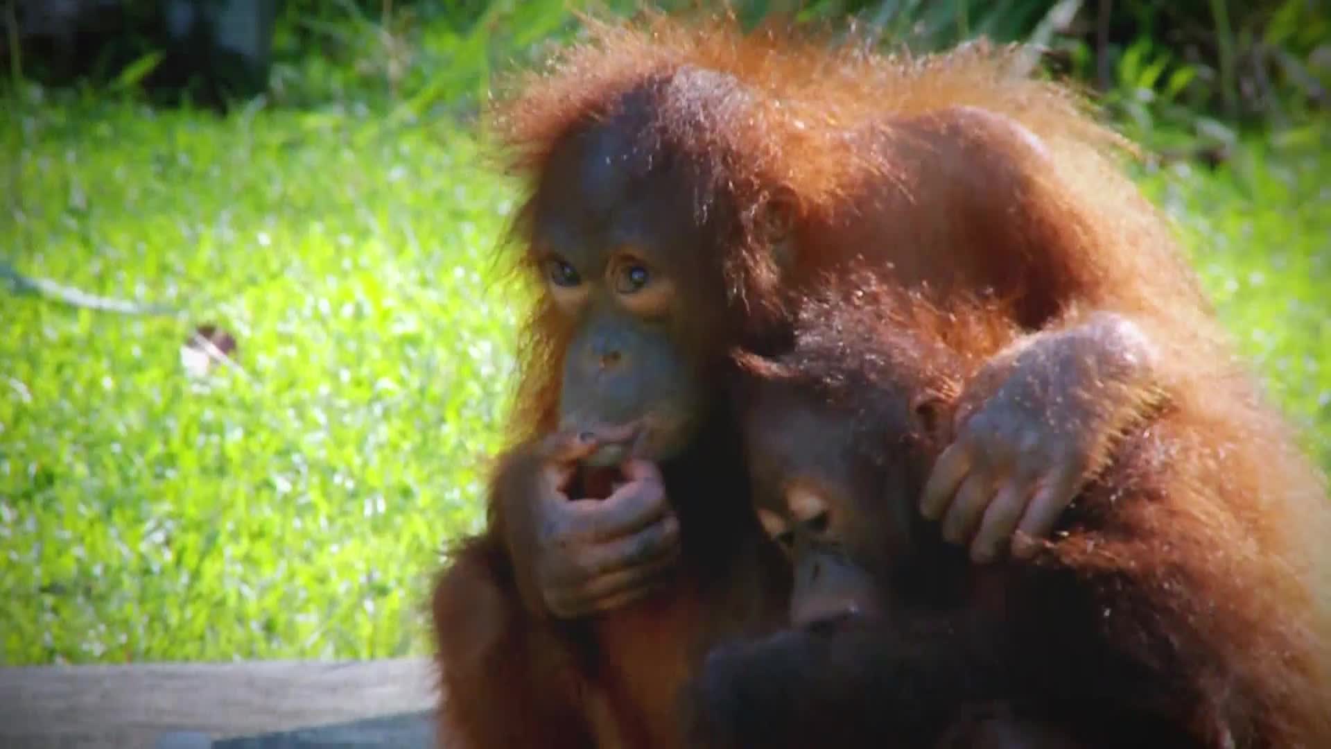 AnimalPlanet