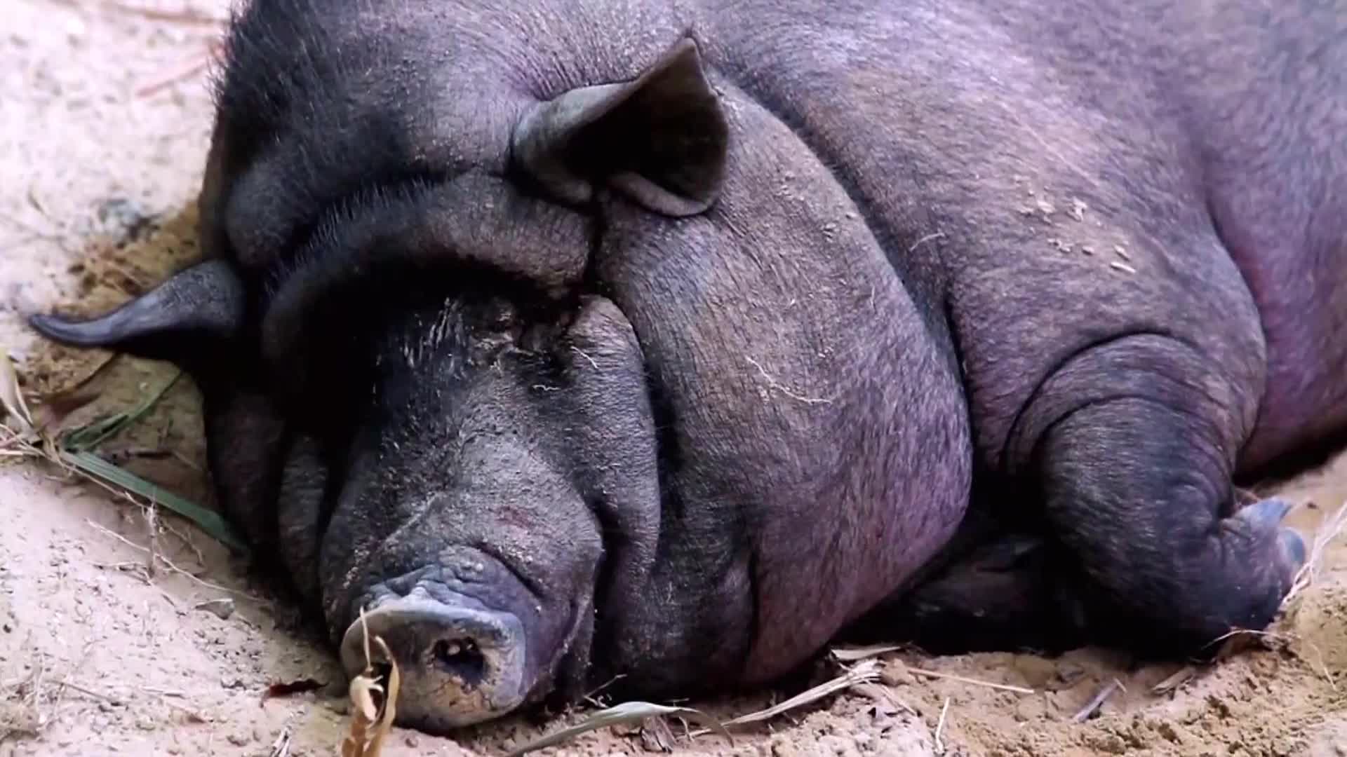 AnimalPlanet