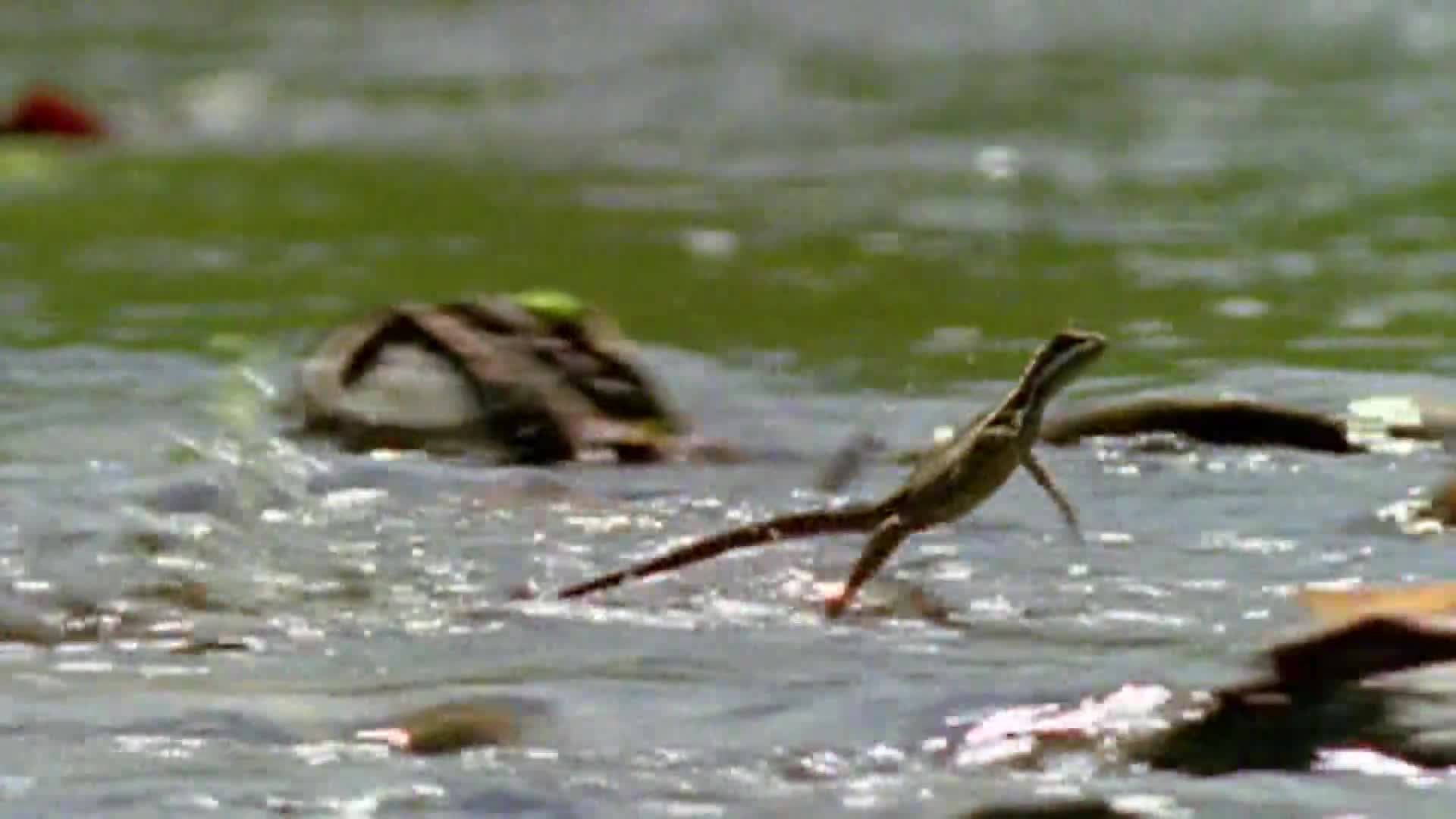AnimalPlanet
