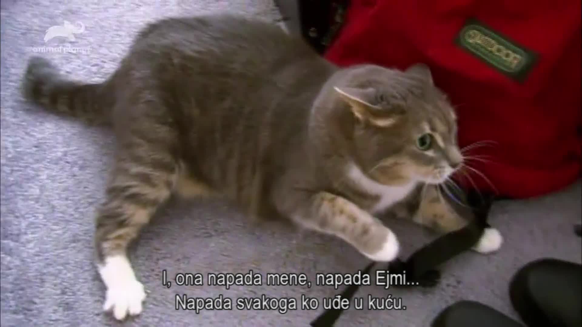 AnimalPlanet