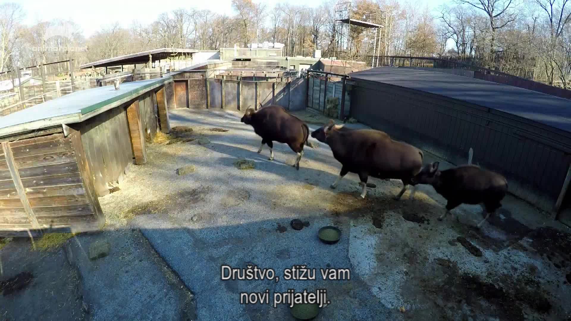 AnimalPlanet
